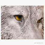 Applique Murale Résine Loup Déco Rustique Chic. Chambre