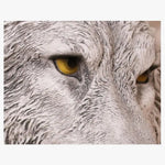 Applique Murale Vintage Originale Loup Lumineux Artistique. Chambre